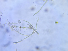 Hapalosiphon hibernicus