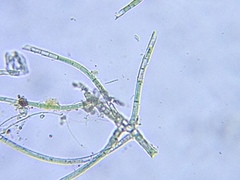 Hapalosiphon hibernicus