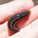 Australian Tiger Leech - Photo (c) Reiner Richter, some rights reserved (CC BY-NC-SA), uploaded by Reiner Richter