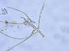 Hapalosiphon hibernicus