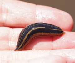 Richardsonianus australis