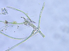 Hapalosiphon hibernicus