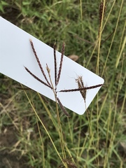 Dichanthium annulatum