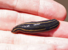 Richardsonianus australis