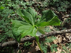 Trillium rugelii