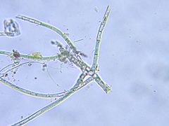 Hapalosiphon hibernicus