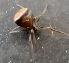 Hentziectypus globosus