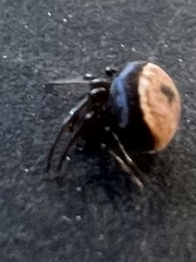 Hentziectypus globosus