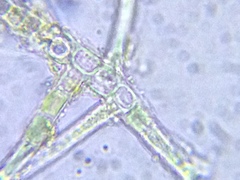 Hapalosiphon hibernicus