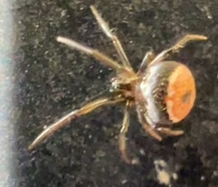 Hentziectypus globosus