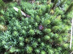 Psilocybe fuscofulva