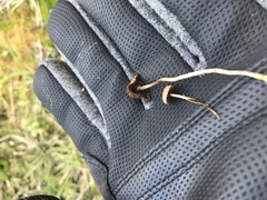 Psilocybe fuscofulva