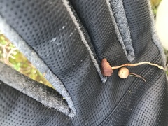 Psilocybe fuscofulva