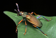 Hileolaspis aurata