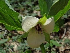 Trillium rugelii