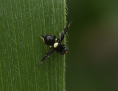 Calosphenisca unicuneata