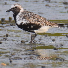 Pluvialis squatarola