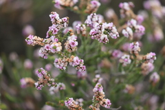 Thryptomene dampieri