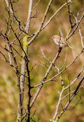 Passer hispaniolensis