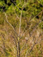 Passer hispaniolensis