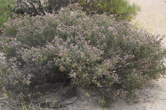 Thryptomene dampieri