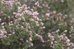 Thryptomene dampieri