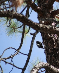Dendrocopos major canariensis