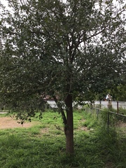 Ehretia anacua