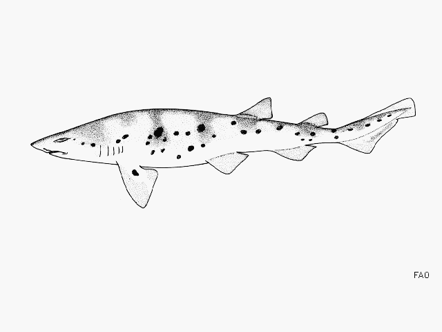 West African catshark