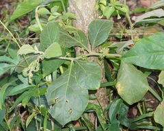 Solanum jamaicense