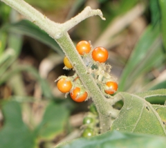 Solanum jamaicense