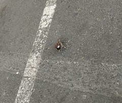 Passer hispaniolensis