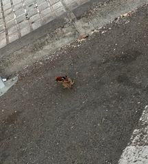 Passer hispaniolensis