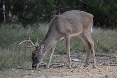 Odocoileus virginianus texanus