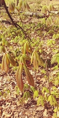 Aesculus parviflora