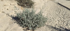 Atriplex lentiformis lentiformis