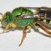 Agapostemon poeyi - Photo (c) Ali and Brice, some rights reserved (CC BY-NC), uploaded by Ali and Brice
