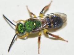 Agapostemon poeyi