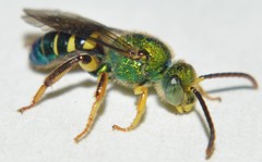 Agapostemon poeyi