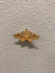 Midilinae