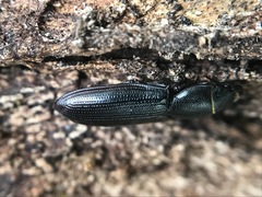 Tenebroides americanus