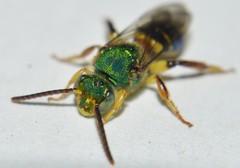 Agapostemon poeyi
