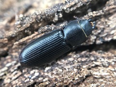 Tenebroides americanus