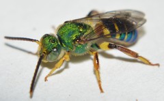 Agapostemon poeyi