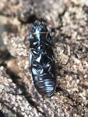 Tenebroides americanus