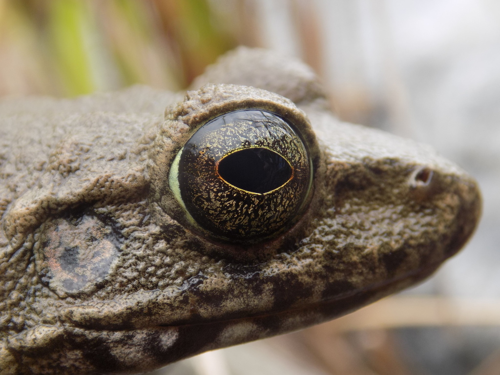 Arfak Mountains frog