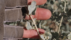 Atriplex lentiformis lentiformis