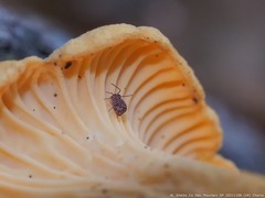 Ptenothrix marmorata