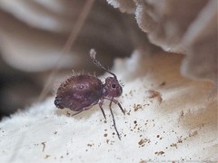 Ptenothrix atra