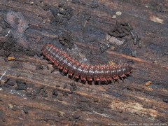 Pseudopolydesmus erasus